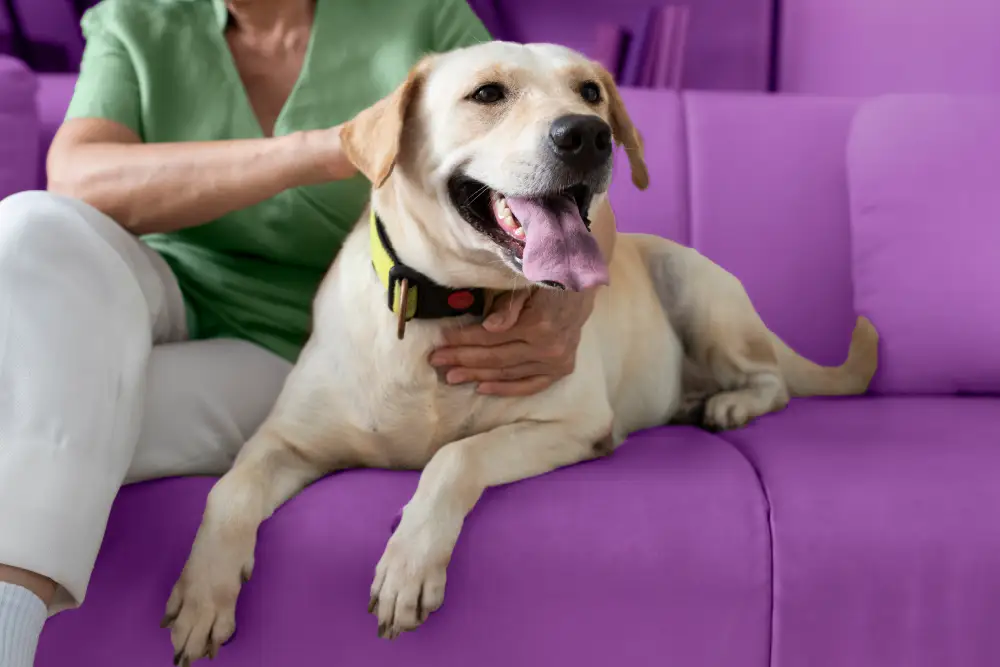 woman stroking a guide dog sitting on a purple couch