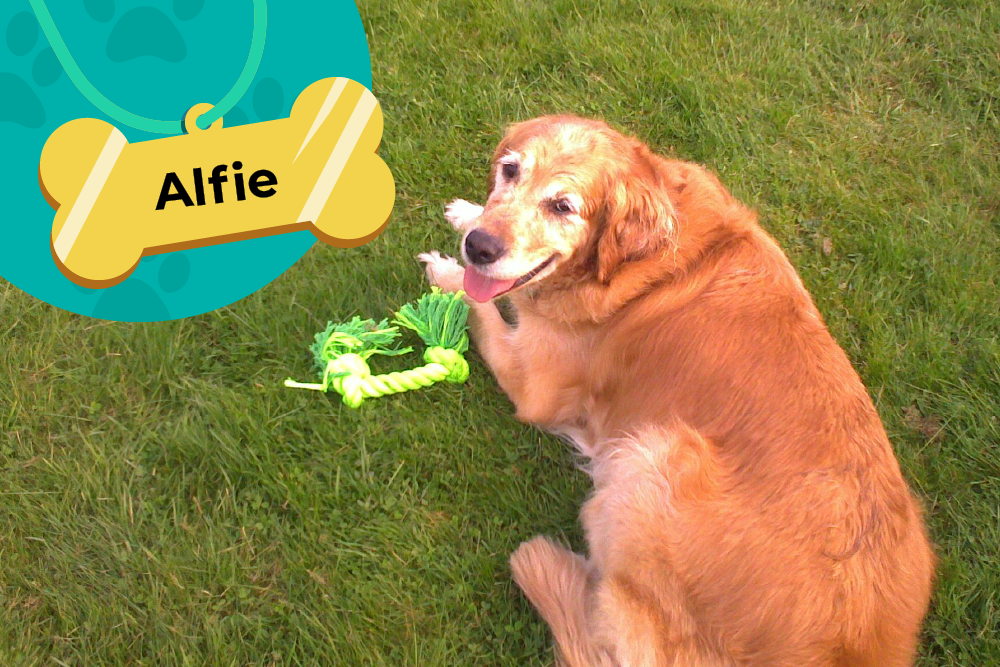 A Labrador lying on the grass and in the top left corner a heading with the dog's name Alfie