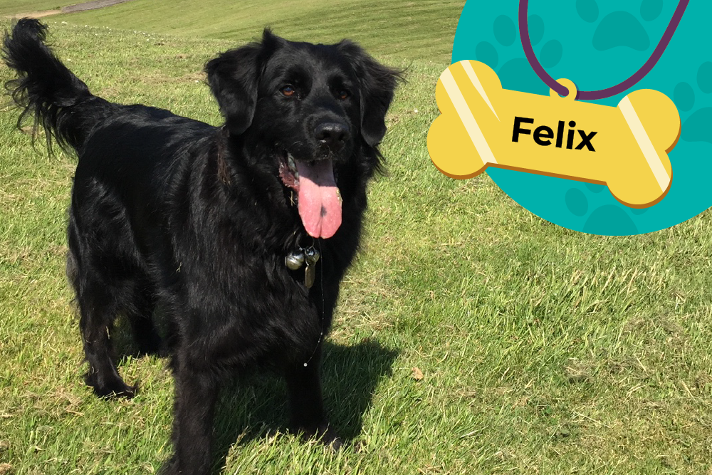 A black dog standing on the grass with their tongue hanging out in the top right corner hitting with their name Felix