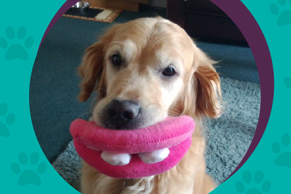 A golden Labrador sitting and holding a pink toy in its mouth