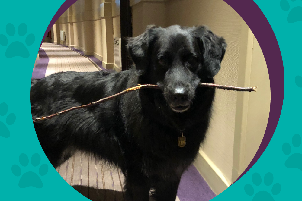 A black Labrador holding a stick in its mouth standing in a corridor