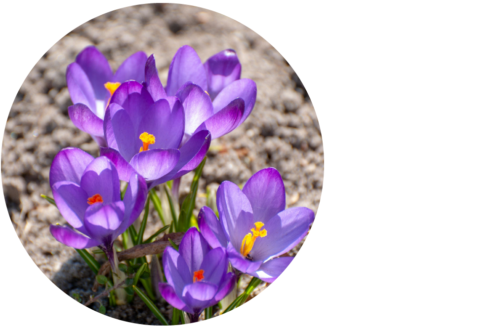 A close-up photograph of purple crocus flowers blooming from the ground, showing their delicate petals and yellow stamens against a soil background.