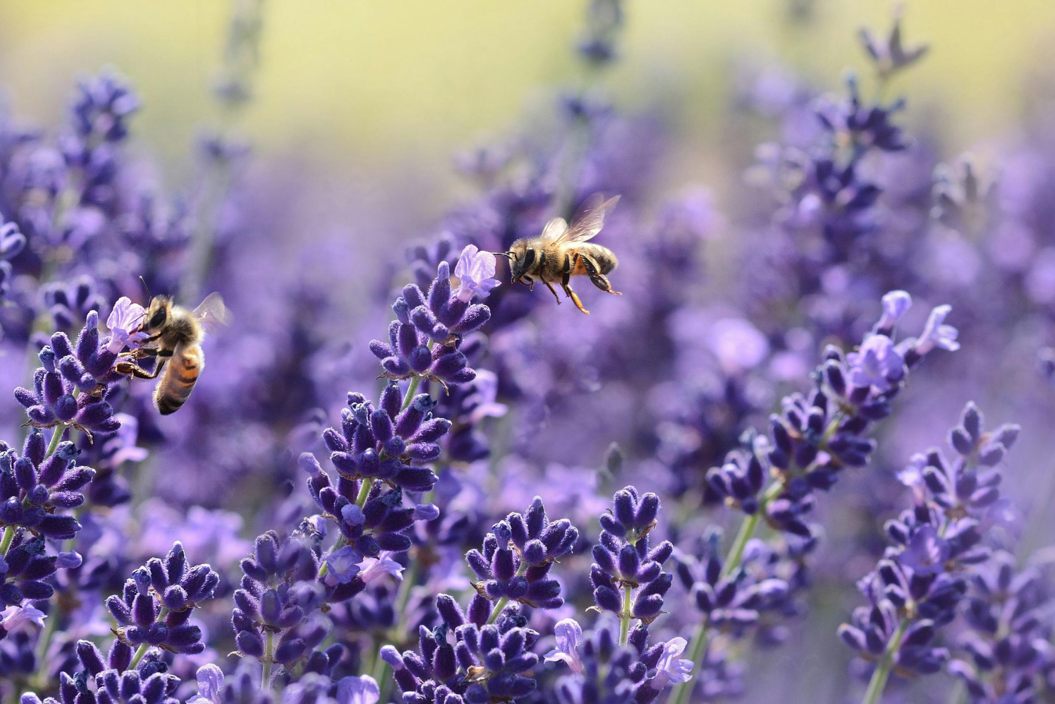 A close-up view of two bees settling on purple lavender flowers.